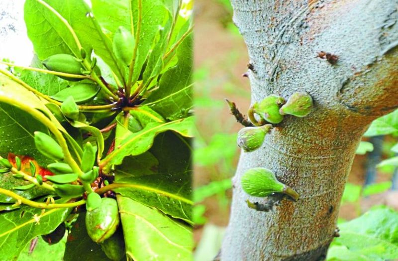 Almonds Farming in Khudi village sikar rajasthan