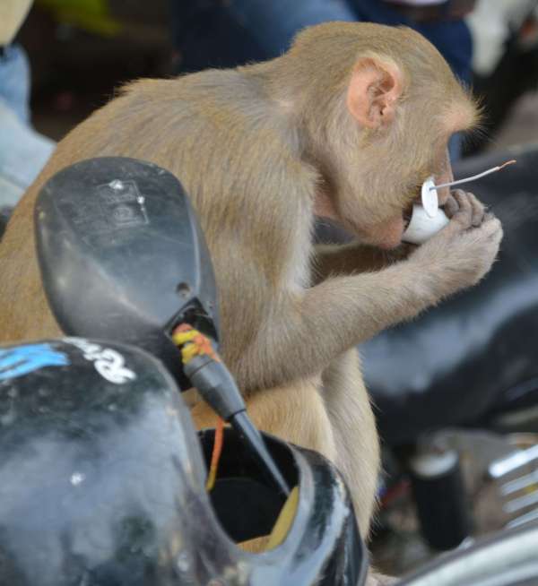 beautiful pics of monkey