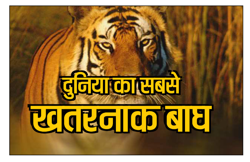 most dangerous tiger in india