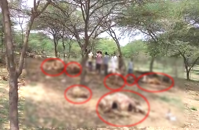 VIDEO: राजस्थान में यहां दूर-दूर तक गायों के कंकाल देखकर सिहर उठे लोग, हर किसी की कांप गई रुह