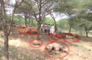 dead cow