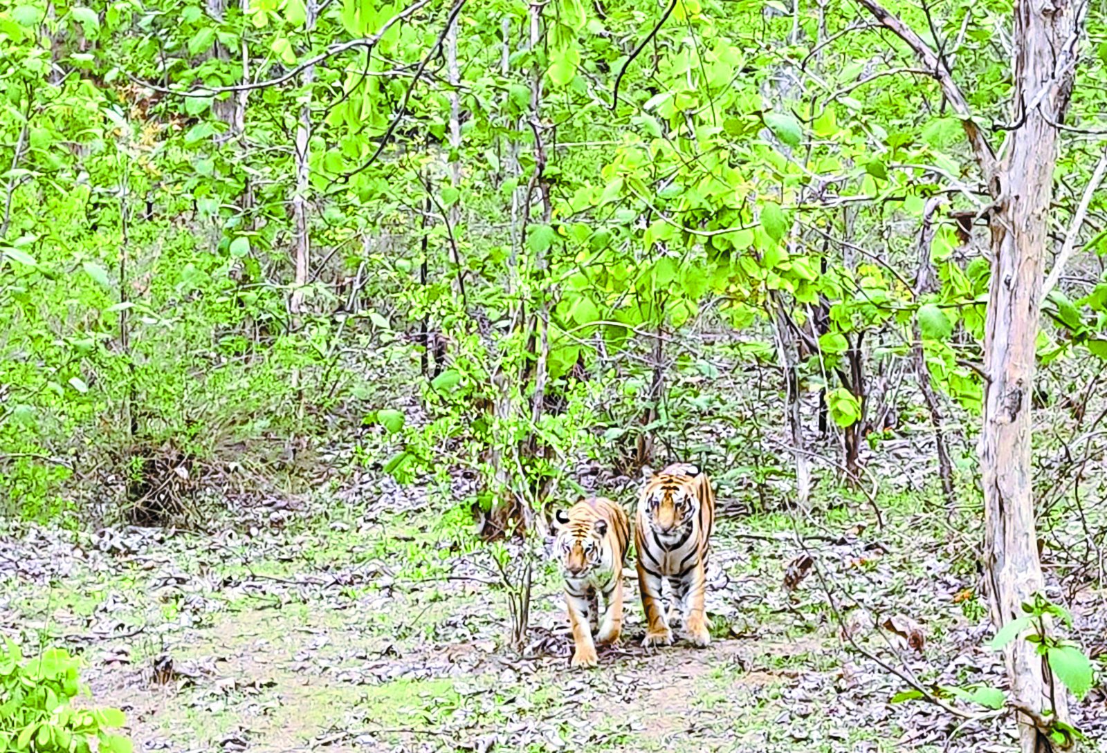 Tiger tigress trouble hazard Not checked up
