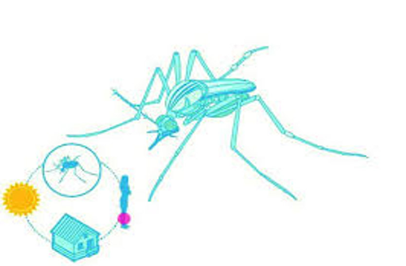 investigation of blood group with MP malaria stalled due to non-tender