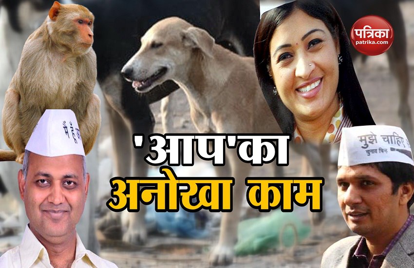VIDEO: अब दिल्ली में अावारा कुत्तों और बंदरों को संभालेंगे आप विधायक