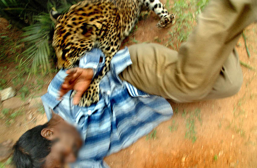 dangerous leopard attack on deputy ranger