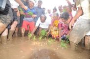 hdk paddy