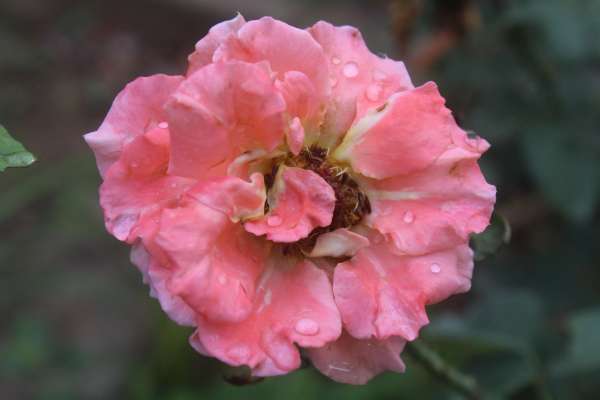 beautiful pics of nature