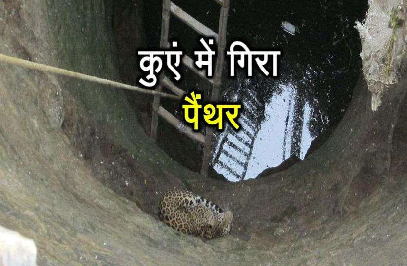 Panther Fall In Well In Alwar
