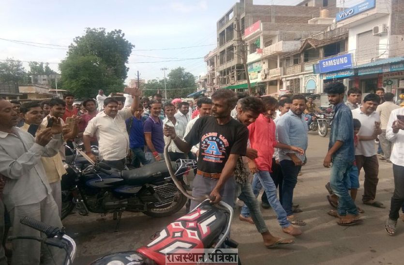 Snake news in pali