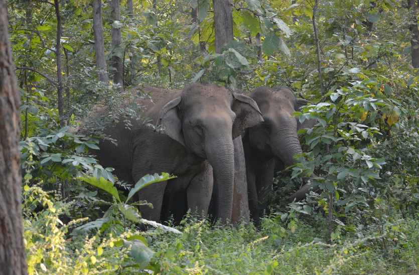 Breaking : हाथियों ने फिर एक ग्रामीण की ली जान, शव के कर दिए टुकड़े-टुकड़े