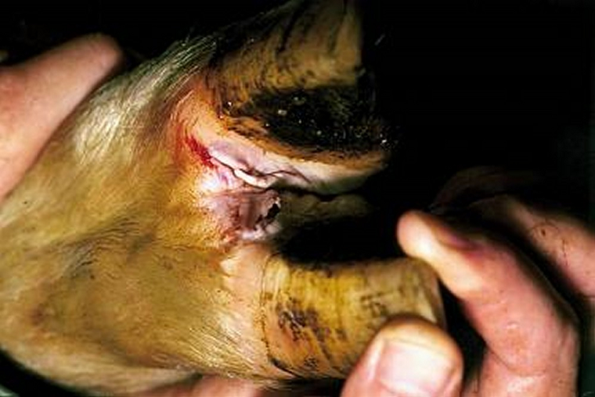 Clinical signs of foot-and-mouth disease in cattle