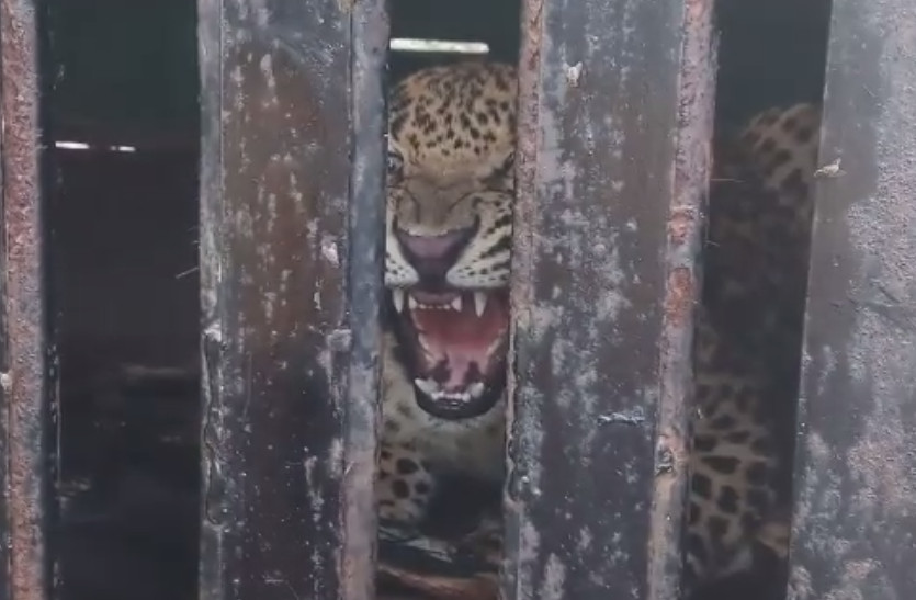 one more panther rescued from Sawai Madhopur residential area