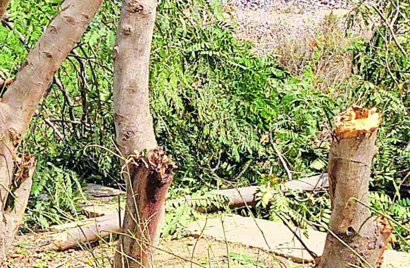 No Plantation In Return Of Thousand Trees Cutting In Alwar
