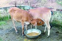 gau samvardhan yojana in singrauli madhya pradesh