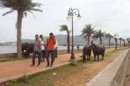 beautiful pics of chaupati in ajmer