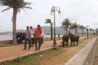 beautiful pics of chaupati in ajmer