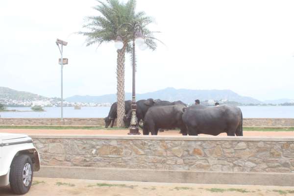 beautiful pics of chaupati in ajmer