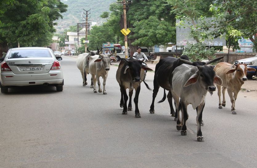sirohi