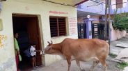 Lakhouribag, 'Lalli' eaters eat roti