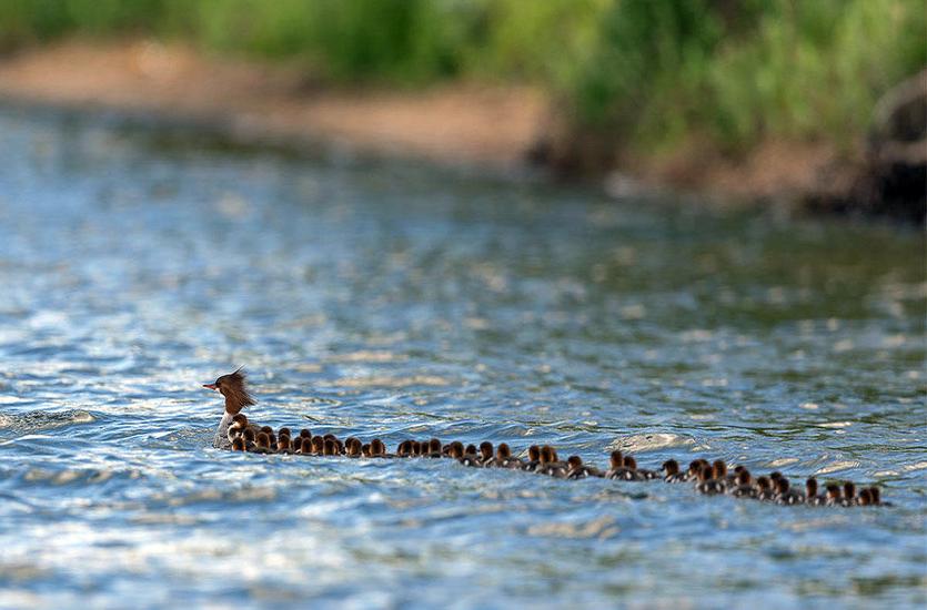 1 HEN, 76 DUCKLINGS