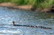 1 HEN, 76 DUCKLINGS 