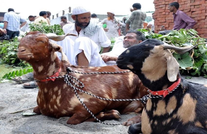 Bakra for Eid-ul-azha