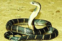 नागपंचमी पर दहला पहाड़ में लगेगा मेला, नागदेवता की होगी पूजा