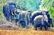 haathi