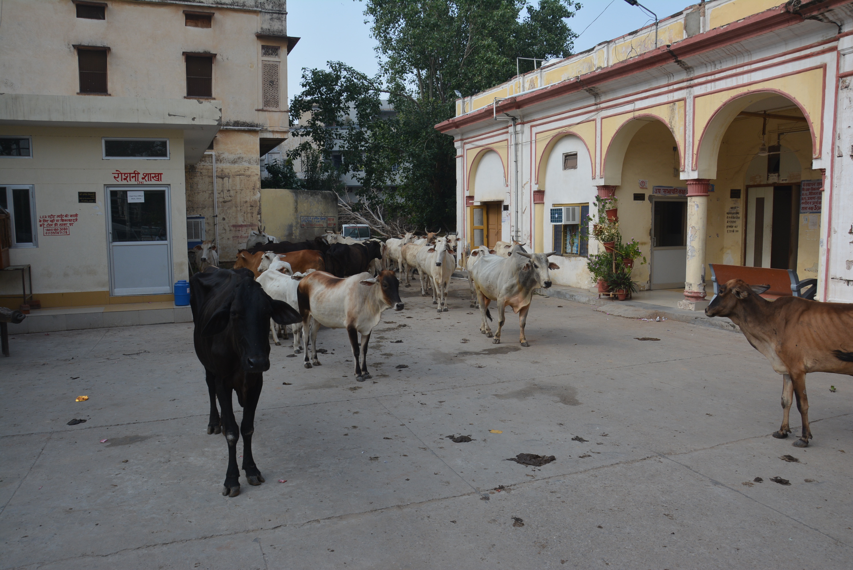 Cow Dung Spread In Alwar Nagar Parishad
