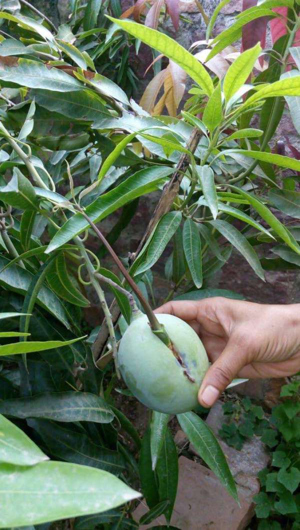 Ajab-Gajab : Mango tree in home, New plant evaporated
