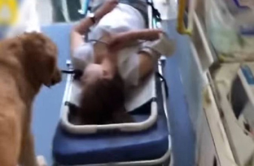Golden retriever refuses to leave his owner in china