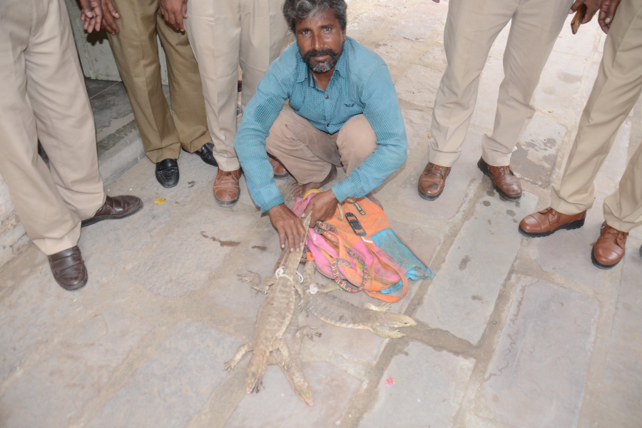 संदिग्ध डेरों में तीन जिंदा पाटागोह सहित शिकारी गिरफ्तार, नाखून उखाड़ डाल रखा था फंदा
