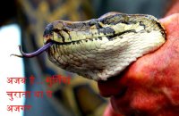 amazing video of chicken stealer python