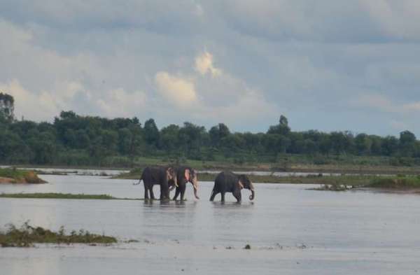 wild elephant group