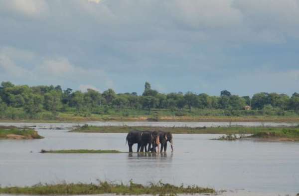 wild elephant group