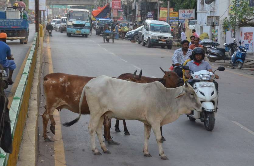 बाइक से रात में घर जा रहे युवक की गाय से टक्कर, दो की मौत