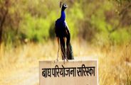 Sariska Tourist Going To Ranthambhor for sighting tiger