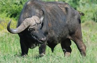 Forest Buffalo interesting facts