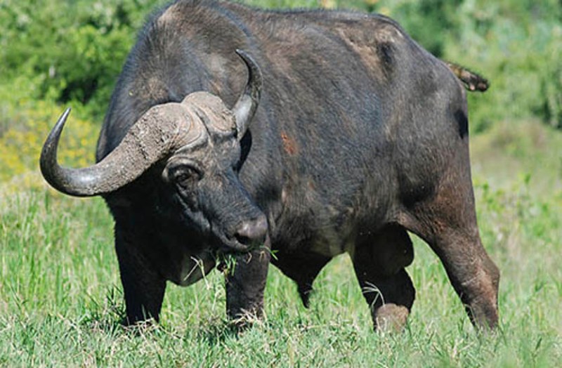 Forest Buffalo interesting facts