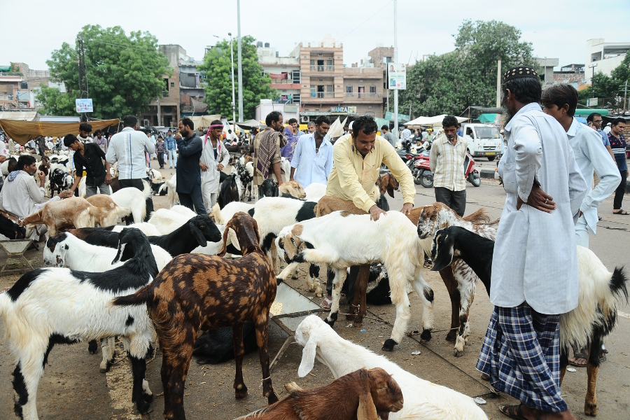 bakra eid celebrations in jodhpur