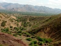 हल्की बारिश के चलते फसलों को आंशिक जीवनदान