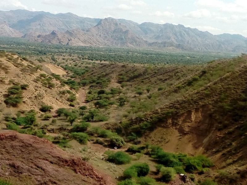 हल्की बारिश के चलते फसलों को आंशिक जीवनदान