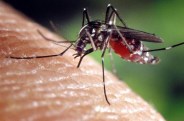 Dengue