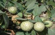 datura