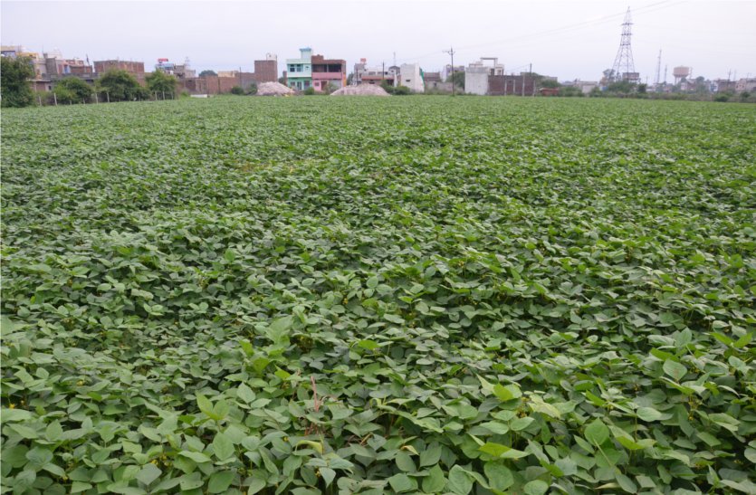 Khera crop, which is a favorable weather season, farmers hope to produce good after many years