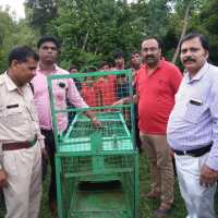 Panna Tiger Reserve Enhanced Navodaya security Leopard