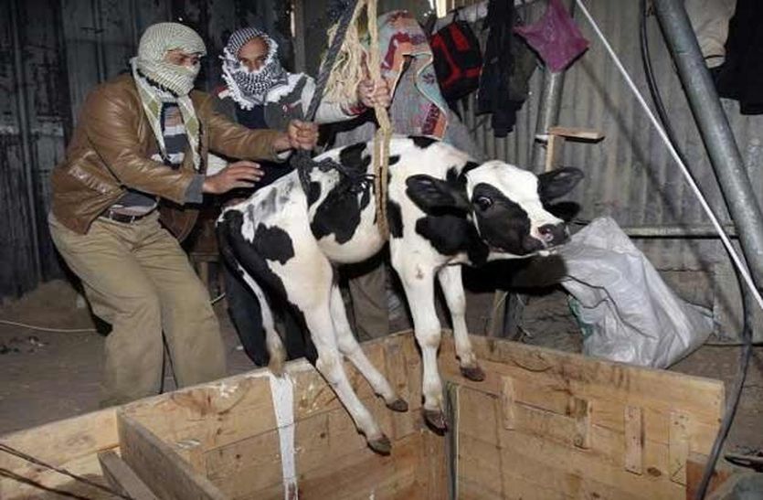 500 Cow Smugglers Wanted In alwar