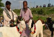 Bakrid 2018 kurbani