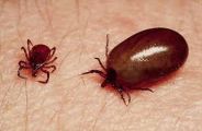 Scrub Typhus danger increase in alwar