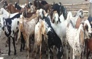 bakra